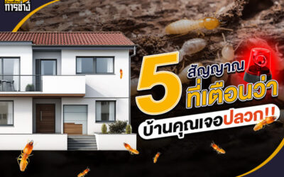 5 สัญญาณที่กำลังบอกว่าบ้านของคุณต้องเจอปลวก