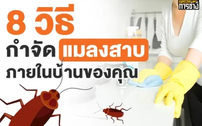 8 วิธีกำจัดแมลงสาบภายในบ้านของคุณ