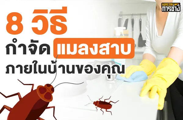 วิธีกำจัดแมลงสาบ