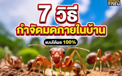 7 วิธีกำจัดมดภายในบ้านแบบได้ผล 100%
