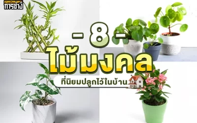 8 ไม้มงคลที่นิยมปลูกไว้ในบ้าน