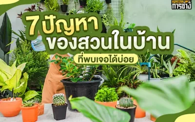 7 ปัญหาของสวนในบ้าน ที่พบเจอได้บ่อย
