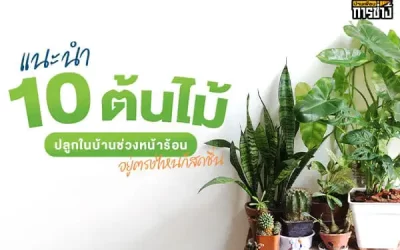 แนะนำ 10 ต้นไม้ปลูกในบ้านช่วงหน้าร้อน อยู่ตรงไหนก็สดชื่น