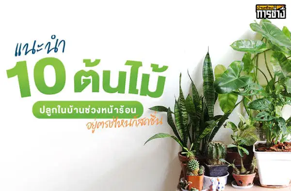 แนะนำ 10 ต้นไม้ปลูกในบ้านช่วงหน้าร้อน อยู่ตรงไหนก็สดชื่น