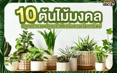 10 ต้นไม้มงคล ปลูกแล้วรวย ปลูกแล้วดี เสริมดวง เรียกทรัพย์
